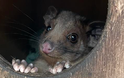 Ringtail Possum